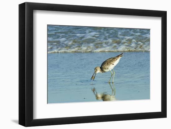 Willet;-Gary Carter-Framed Photographic Print