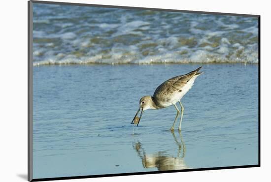 Willet;-Gary Carter-Mounted Photographic Print