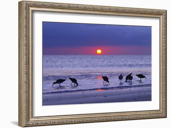 Willets (Catoptrophorus Semipalmatus) Feeding at Sunset Gulf Coast, Florida, USA, March-Ernie Janes-Framed Photographic Print