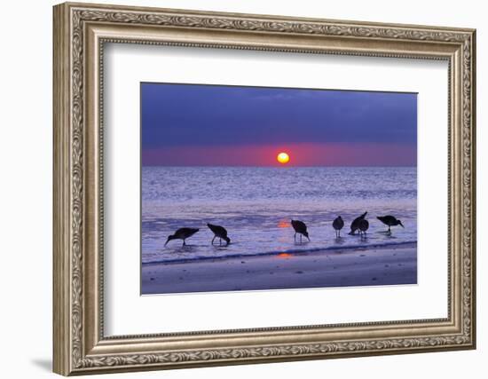 Willets (Catoptrophorus Semipalmatus) Feeding at Sunset Gulf Coast, Florida, USA, March-Ernie Janes-Framed Photographic Print