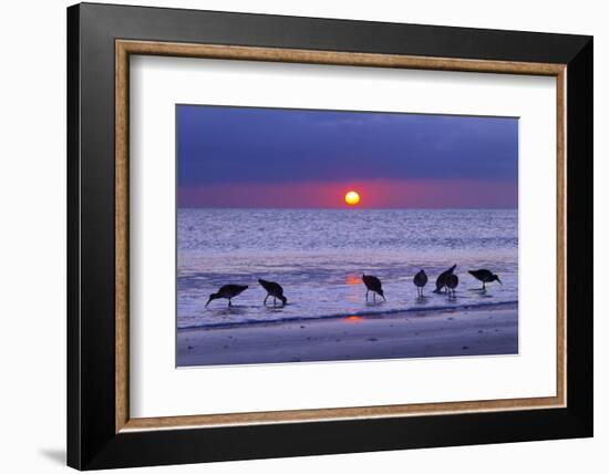 Willets (Catoptrophorus Semipalmatus) Feeding at Sunset Gulf Coast, Florida, USA, March-Ernie Janes-Framed Photographic Print