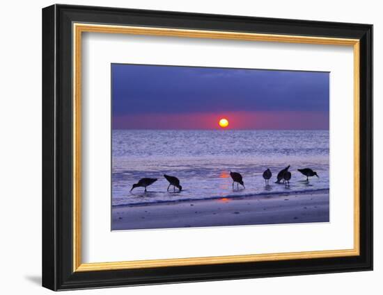 Willets (Catoptrophorus Semipalmatus) Feeding at Sunset Gulf Coast, Florida, USA, March-Ernie Janes-Framed Photographic Print