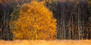 Birch Tree in Autumn in Moor, Lower Saxony, Germany-Willi Rolfes-Photographic Print