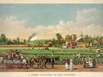 A Cotton Plantation on the Mississippi, Pub. 1884-William Aiken Walker-Giclee Print