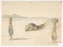F.3 16 Mouse. Inhabitants Probably of St. Jago. on Back: Octopus. ‘Belly of the Same Fish. the Sket-William Alexander-Giclee Print