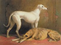 Deerhounds in an Interior-William Barraud-Giclee Print