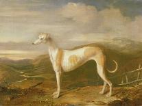 Greyhound-William Barraud-Giclee Print