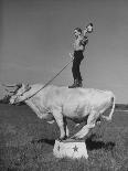 Boy Standing on Shorthorn Bull at White Horse Ranch-William C^ Shrout-Photographic Print