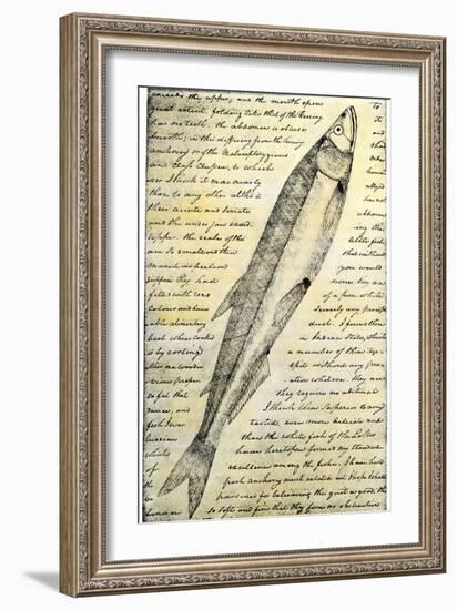 William Clark's Sketch of a Trout in the Lewis and Clark Expedition Diary-null-Framed Giclee Print