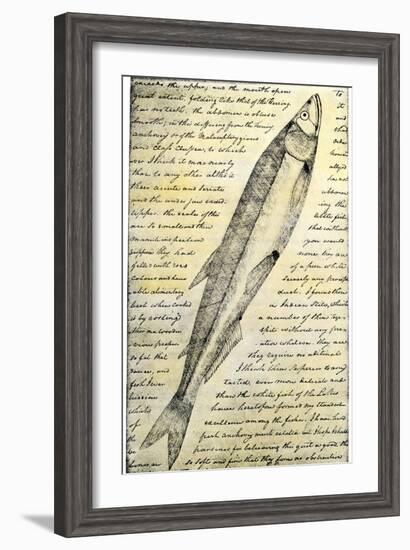 William Clark's Sketch of a Trout in the Lewis and Clark Expedition Diary-null-Framed Giclee Print