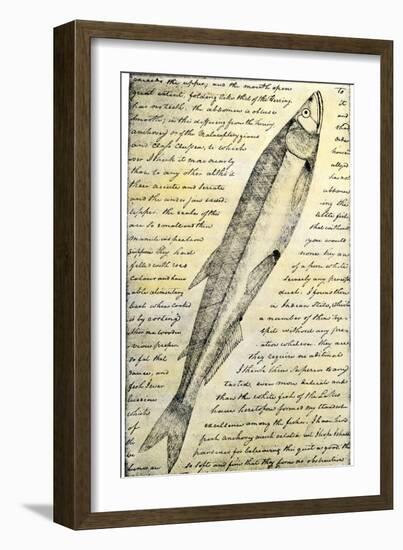 William Clark's Sketch of a Trout in the Lewis and Clark Expedition Diary-null-Framed Giclee Print