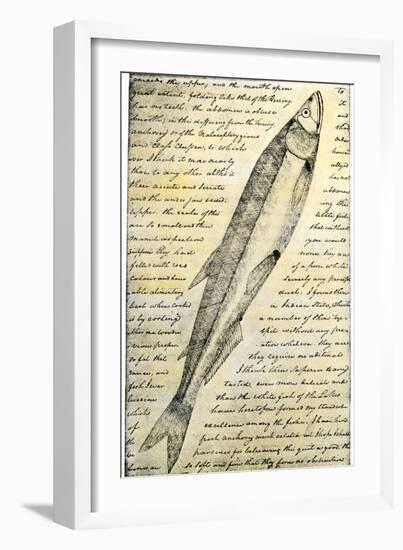 William Clark's Sketch of a Trout in the Lewis and Clark Expedition Diary-null-Framed Giclee Print