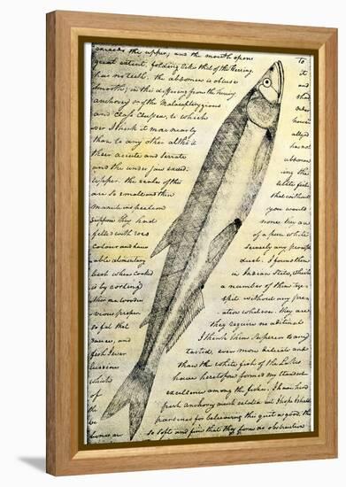 William Clark's Sketch of a Trout in the Lewis and Clark Expedition Diary-null-Framed Premier Image Canvas