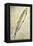 William Clark's Sketch of a Trout in the Lewis and Clark Expedition Diary-null-Framed Premier Image Canvas