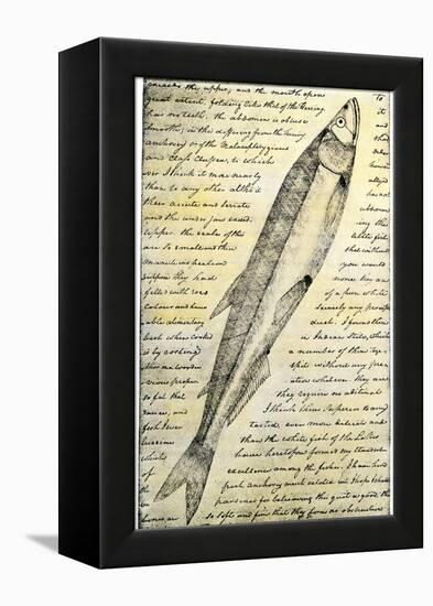 William Clark's Sketch of a Trout in the Lewis and Clark Expedition Diary-null-Framed Premier Image Canvas