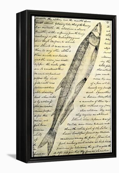William Clark's Sketch of a Trout in the Lewis and Clark Expedition Diary-null-Framed Premier Image Canvas
