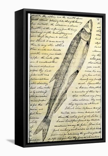 William Clark's Sketch of a Trout in the Lewis and Clark Expedition Diary-null-Framed Premier Image Canvas