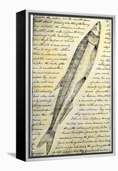 William Clark's Sketch of a Trout in the Lewis and Clark Expedition Diary-null-Framed Premier Image Canvas