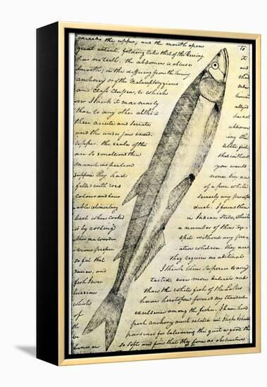 William Clark's Sketch of a Trout in the Lewis and Clark Expedition Diary-null-Framed Premier Image Canvas