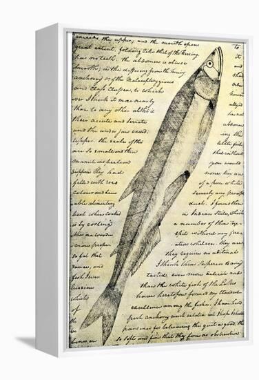 William Clark's Sketch of a Trout in the Lewis and Clark Expedition Diary-null-Framed Premier Image Canvas