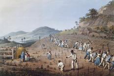 Working in the Field in Antigua, Lesser Antilles, 1823-William Clark-Framed Giclee Print