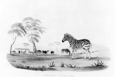 Equus Burchelli, or Burchell's Zebra, from 'Portraits of the Game and Wild Animals of Southern…-William Cornwallis Harris-Giclee Print