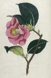 The Rose Perpetual Standard of Marengo-William Curtis-Giclee Print