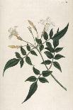 Common Lilac-William Curtis-Photographic Print