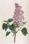 Sweet William or Bearded Pink-William Curtis-Photographic Print