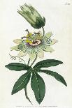Syrian Hibiscus or Althaea Fruter-William Curtis-Photographic Print