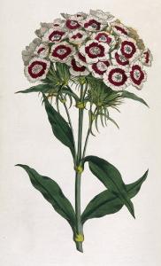 Sweet William or Bearded Pink by William Curtis