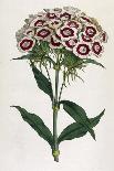Also Known as Rose Camellia-William Curtis-Photographic Print