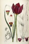 Common Lilac-William Curtis-Photographic Print