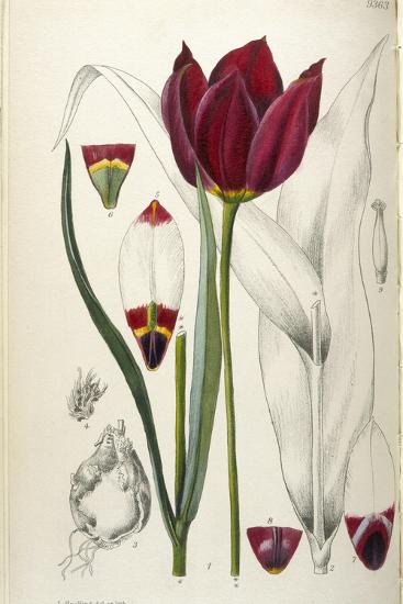 Photographic Print, , large