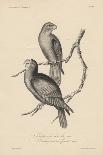 1. Psittacula Lineola and 2. Brotogeris Aurifrons, Litho by J.T. Bowen, 1850-William E. Hitchcock-Laminated Giclee Print