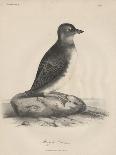 Syrnium Albogularis, 1850-William E. Hitchcock-Giclee Print