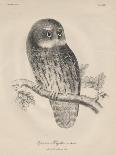 Syrnium Albogularis, 1850-William E. Hitchcock-Framed Giclee Print