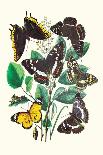 Butterflies: P. Euphemus, P. Cyllarus-William Forsell Kirby-Art Print
