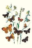 Butterflies: L. Populi, A. Iris-William Forsell Kirby-Art Print