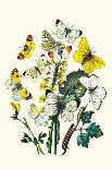 Moths: C. Colerio, C. Elpenor, C. Porcellus-William Forsell Kirby-Art Print