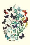 Butterflies: L. Roboris, P. Orion-William Forsell Kirby-Art Print