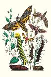 Butterflies: L. Populi, A. Iris-William Forsell Kirby-Art Print