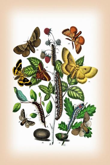 Art Print, , large