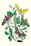 Moths: C. Colerio, C. Elpenor, C. Porcellus-William Forsell Kirby-Art Print