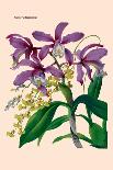 Orchid: Cypripedium Lathianum-William Forsell Kirby-Art Print