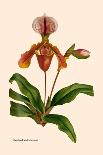 Orchid: Cattleya Harrisoniae-William Forsell Kirby-Art Print