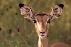 Impala Portrait, Ruaha National Park, Tanzania - an Alert Ewe Stares Directly at the Camera-William Gray-Photographic Print