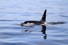 Orca Off the Coast of the Snaefellsnes Peninsula, Grundarfjordur, Iceland,-William Gray-Photographic Print