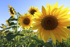 Sunflowers in Full Bloom During August in a Field Near Perugia, Umbria, Italy-William Gray-Photographic Print