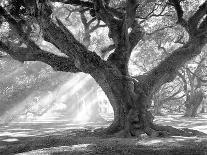Oak Alley, Light and Shadows-William Guion-Art Print